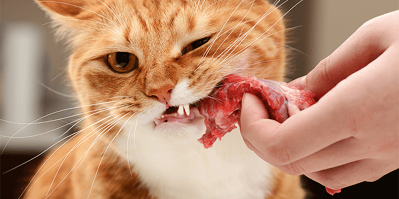 小猫不能吃什么食物（猫咪不能吃的8种食物）