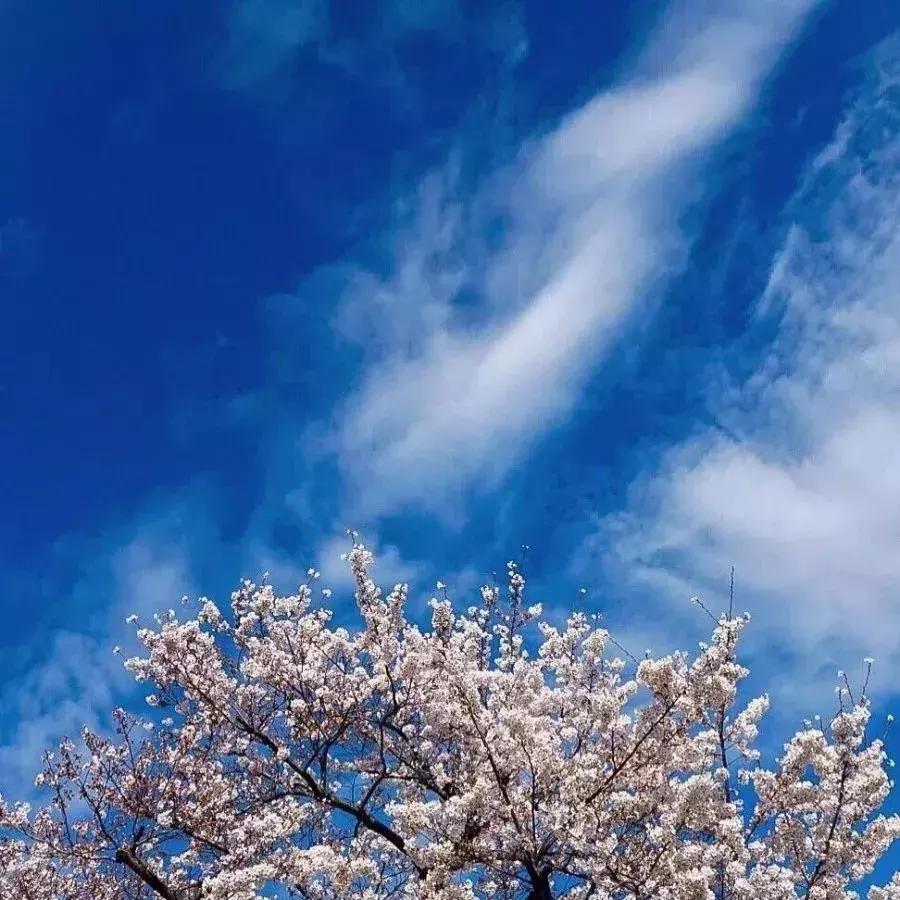 朋友圈背景图 | 他夏了夏天