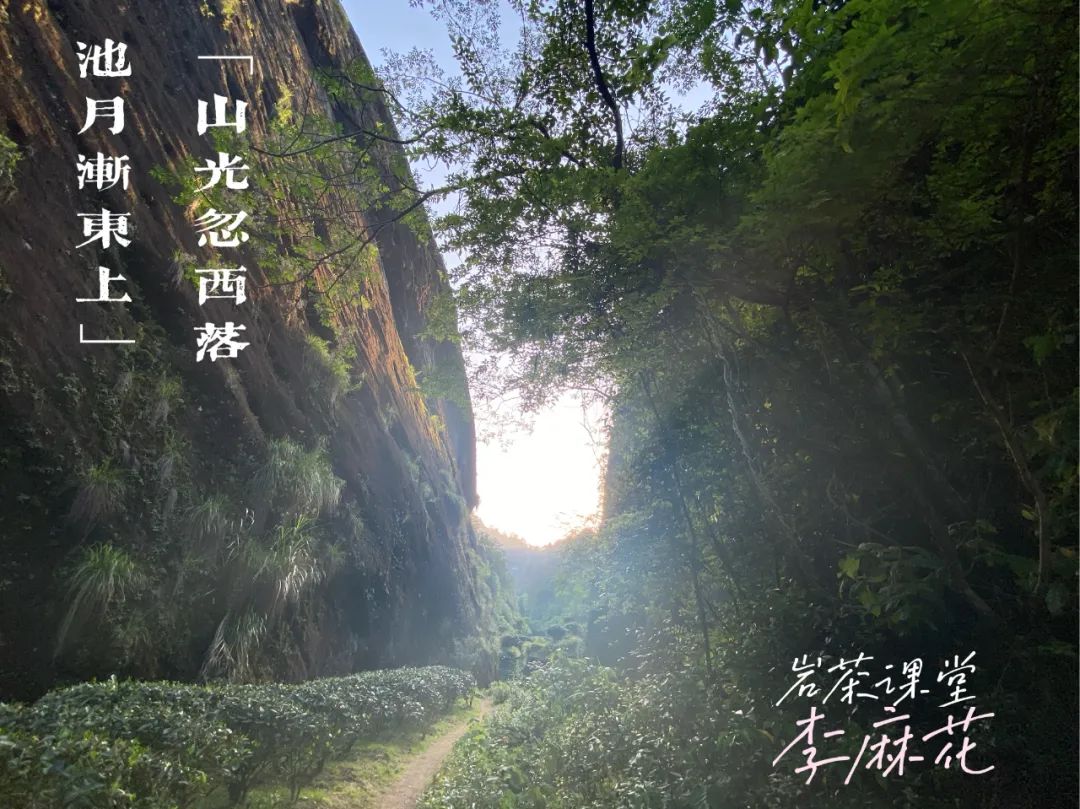 喝过牛栏坑肉桂的人，才算懂岩茶，岩茶入门的门槛这么高吗？