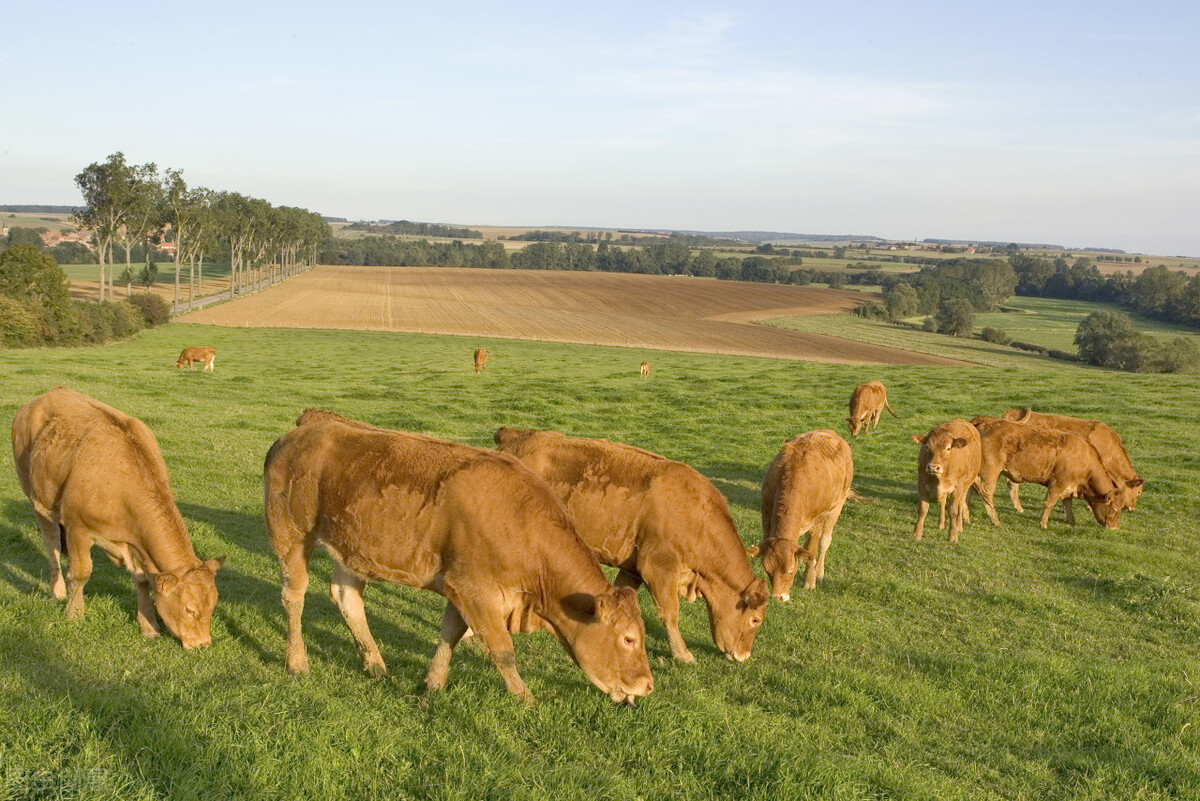 武汉科技大学继续教育学院（华中农业大学成人高考函授专科招生报名畜牧兽医专业）