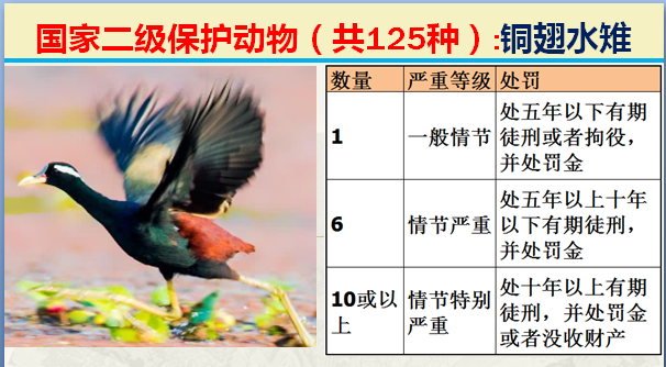 国家保护动物分几个等级（125类二级野生保护名录）