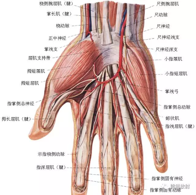 腕关节解剖图,腕关节解剖图X线