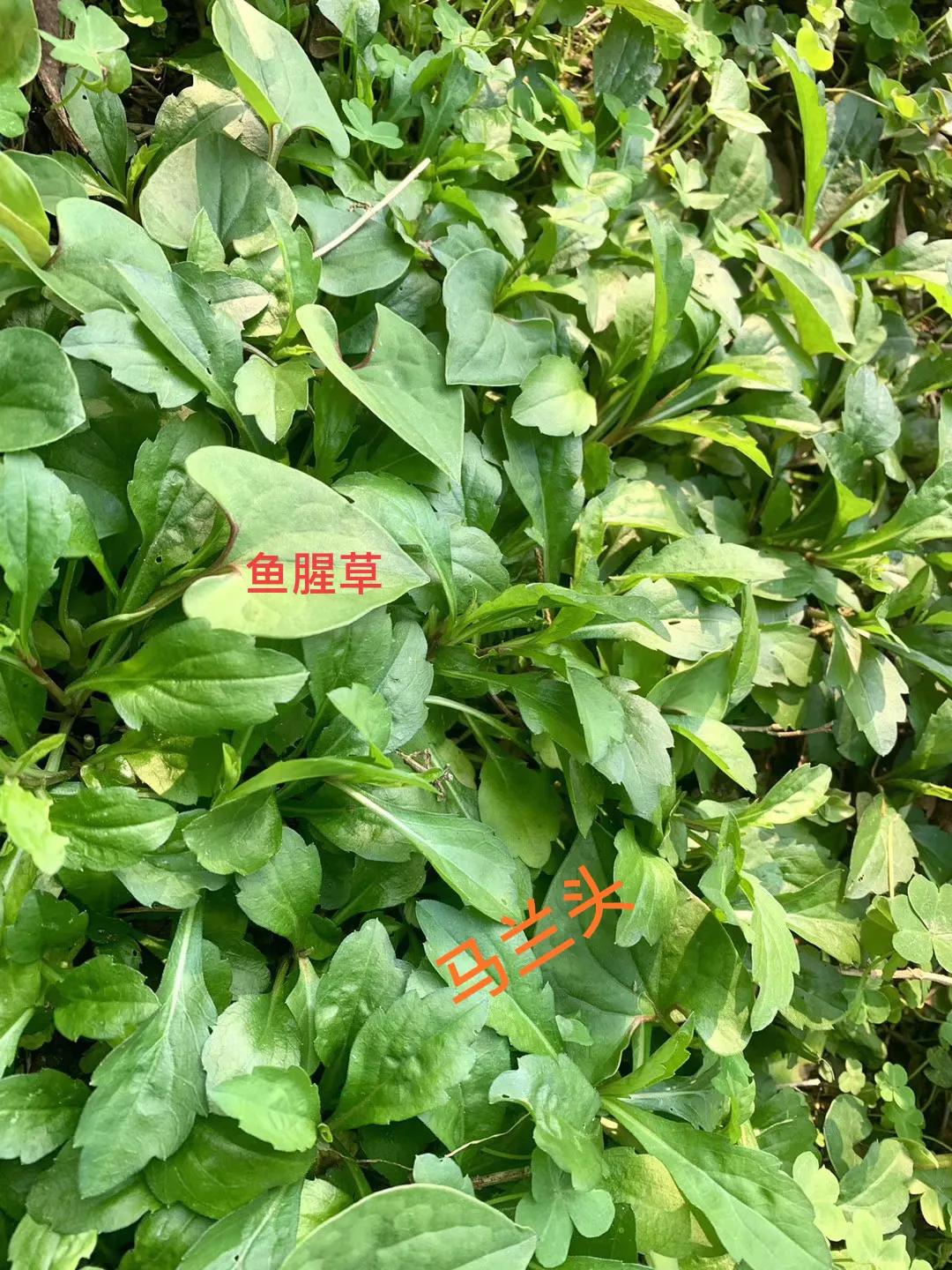 41种常吃的野菜,人间至味～你认识哪个野菜呢?