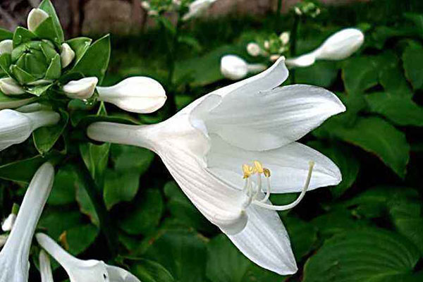 在室内也能长好的玉簪花，花朵洁白味芬芳，无愧“江南第一花”！