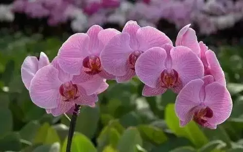 广州市市花是什么（全国56个城市的市花介绍）