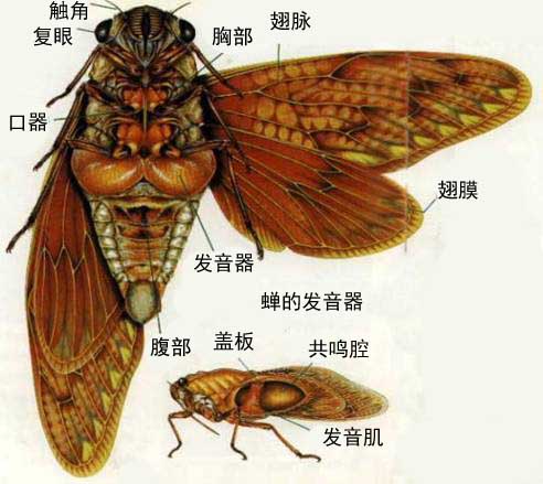 十年寒窗无人问,一朝闻名天下知,讲述蝉的故事