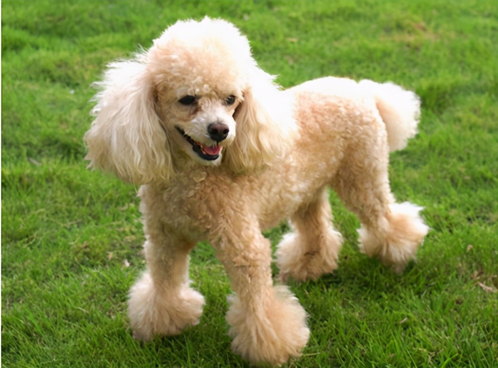 养这几种"热门"狗,便宜又值得