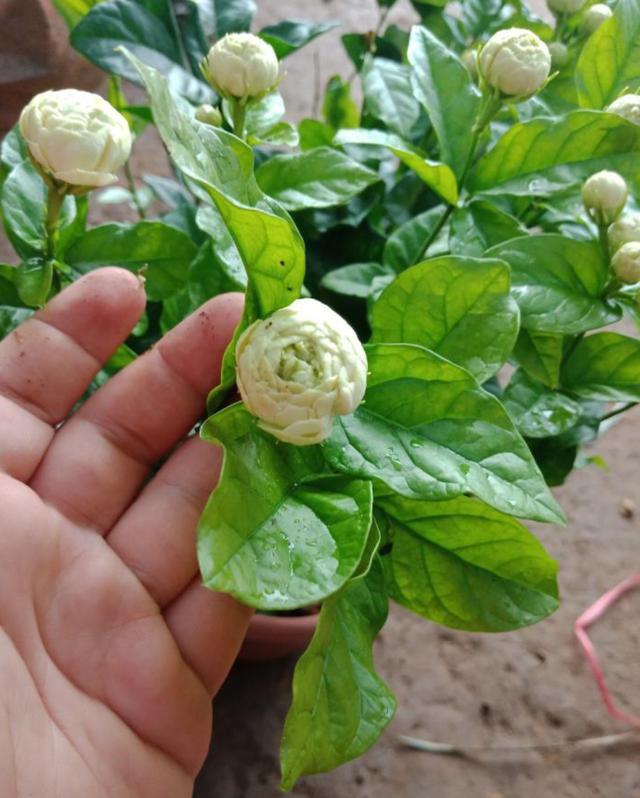 但是,虎头茉莉相对于其它的茉莉花来说,它的养护比较容易出现问题,它