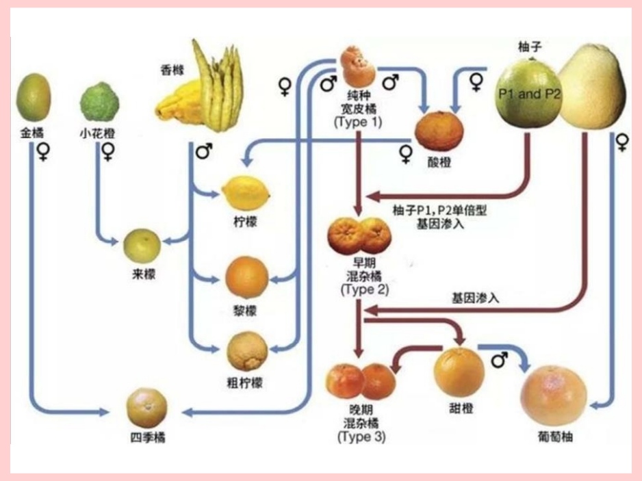 柑橘，一个极其“混乱”的水果家族