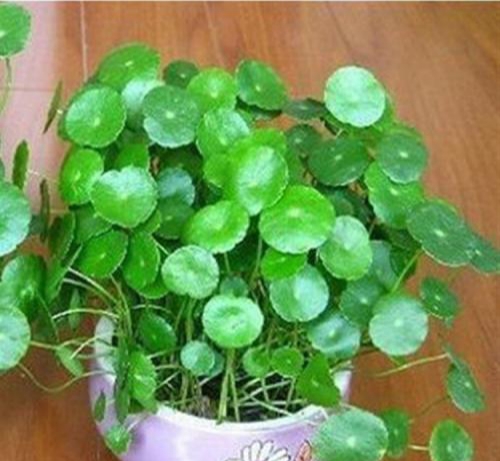 香菇草怎么养（香菇草内室栽培的注意事项分享）