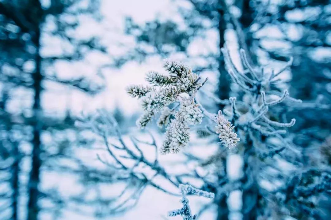 关于下雪的诗句古诗文网，关于下雪的诗句古诗