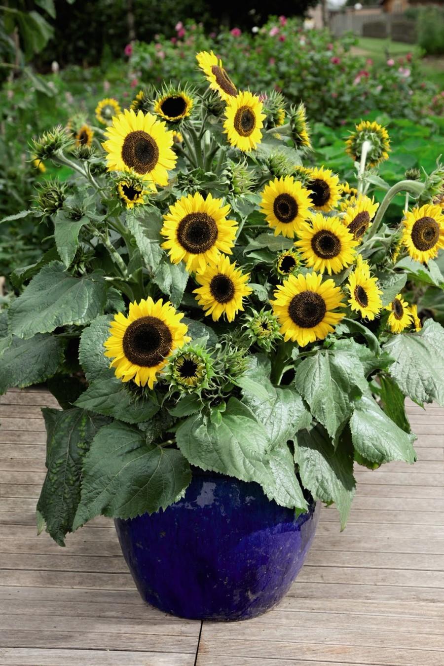 向日葵是属于典型的菊科植株,花期主要集中在夏天,光照越强烈生长就