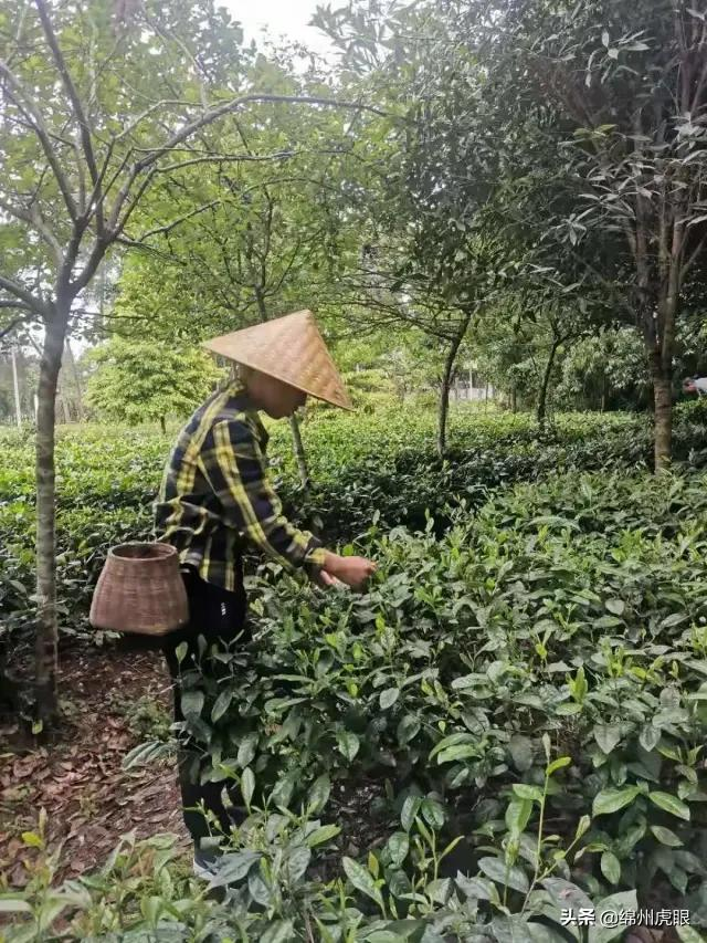 好心疼！绵阳十二三岁的娃娃，竟被学校赶下田去插秧子
