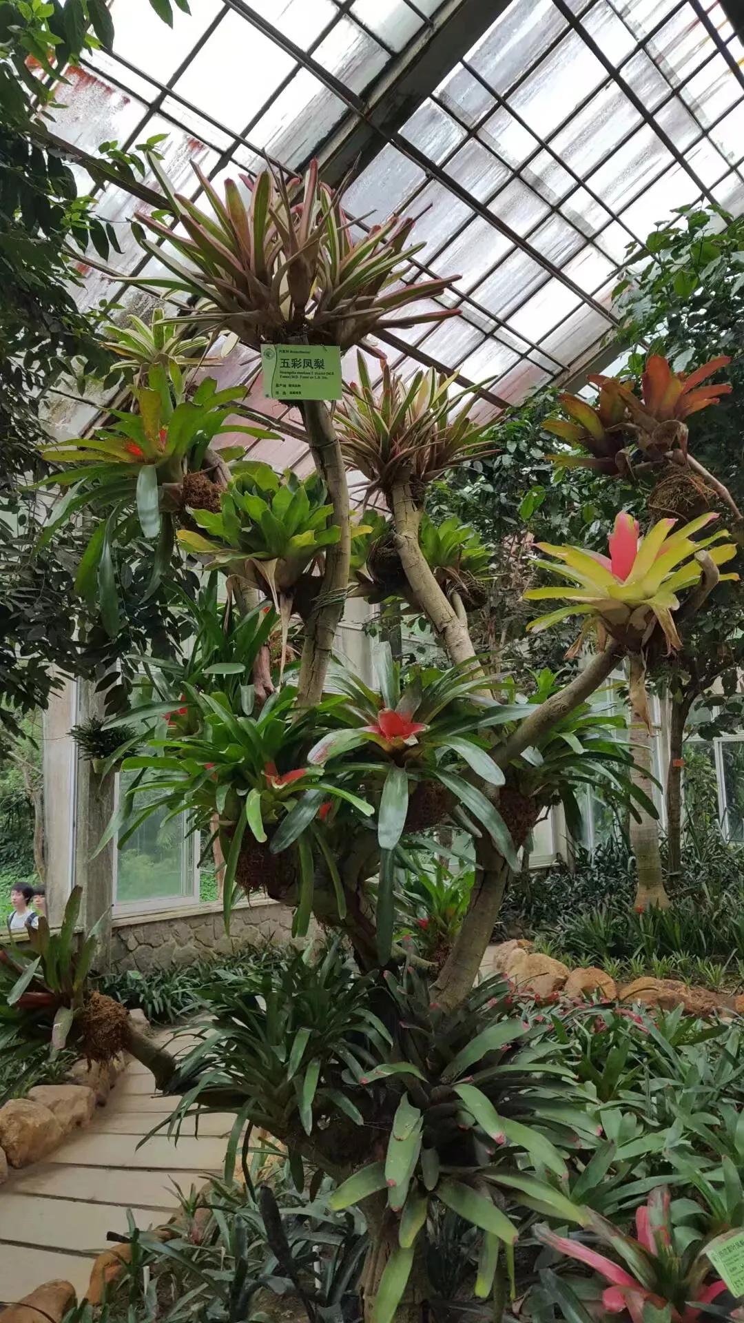 广州华南植物园 广州华南植物园烧烤场-徐拾记官网