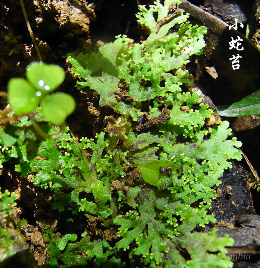 苔蘚類植物(40種·常見苔蘚植物圖鑑,景觀植物配置)