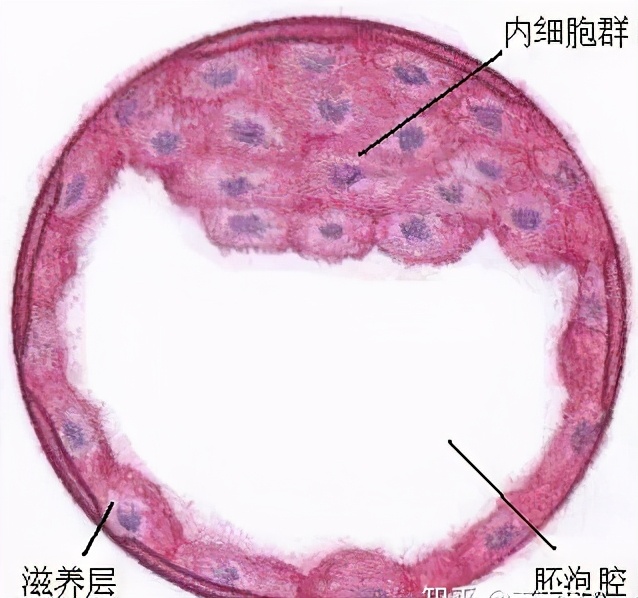 女子同房到怀孕图解