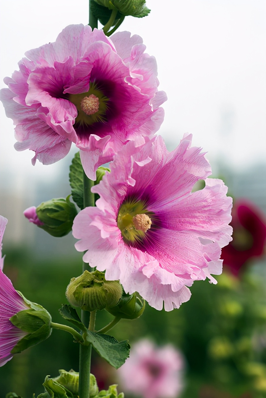 瑞香花语是什么（5种高颜值美花的花语和传奇的故事）