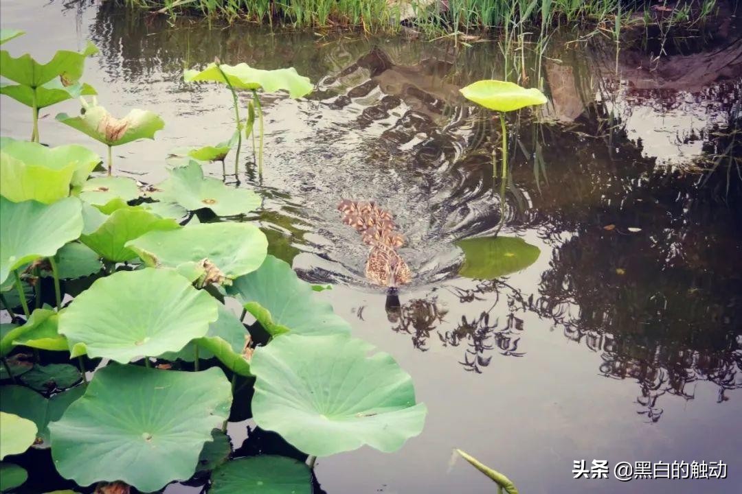长城、胡同、故宫、鸟巢，北京那些不可错过的名胜古迹