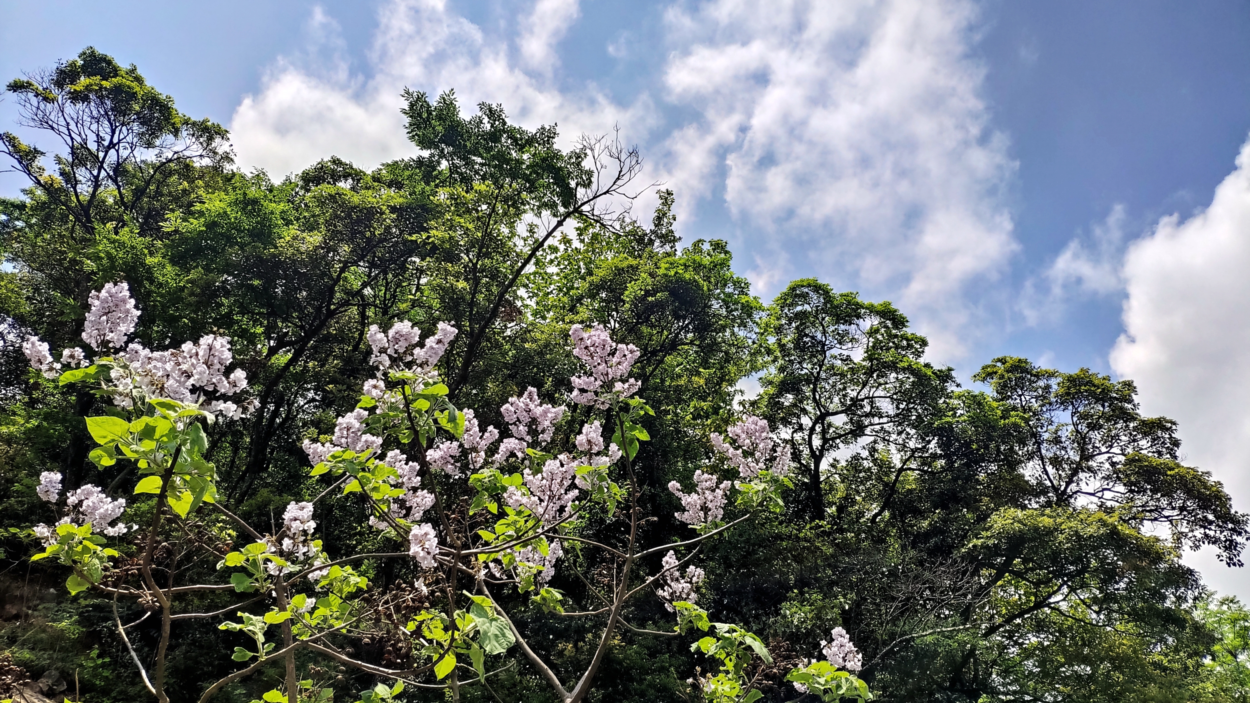 兰溪自驾游哪里好(离城市最近的国家森林公园！崇义阳明山是一个自驾游的好地方)