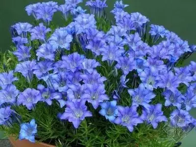 各种花的寓意及花语（100种花的花语大全）
