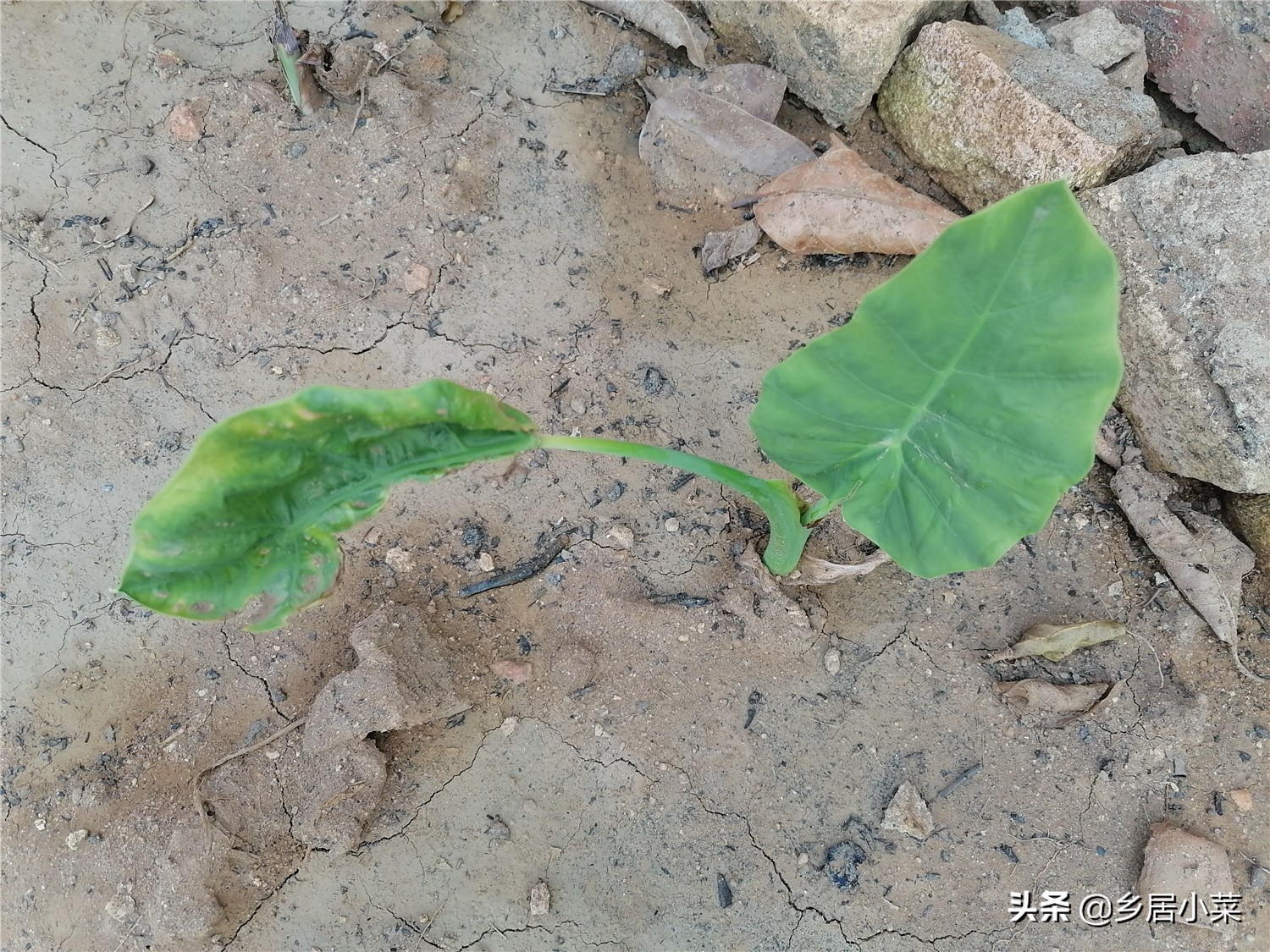 芋头叶子怎么种（叶用芋苗的种植方法和技巧）