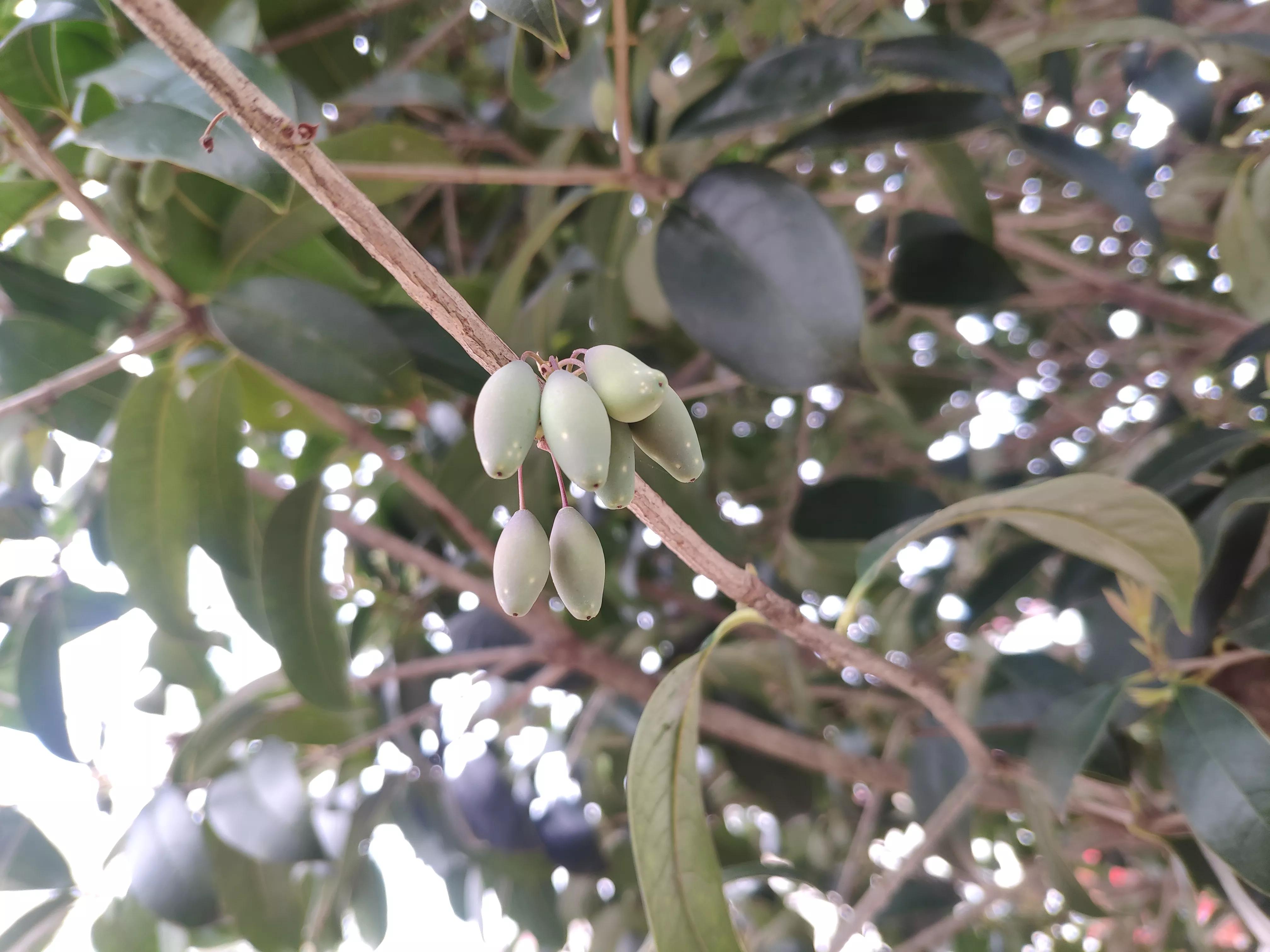 农村桂花树上结的果实 桂花树上结的果子