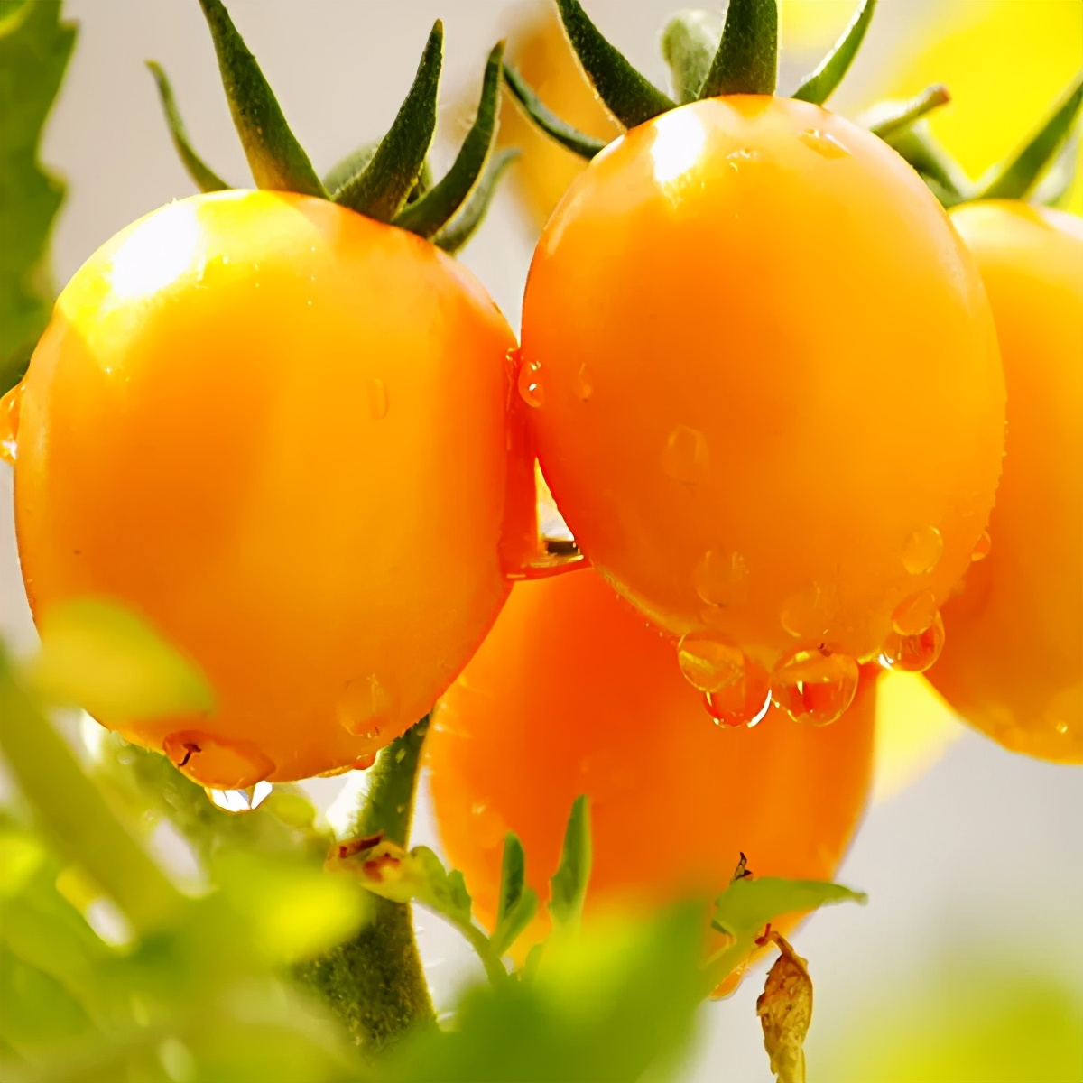 小西红柿品种 小番茄哪个品种最好吃-双佳迪百科