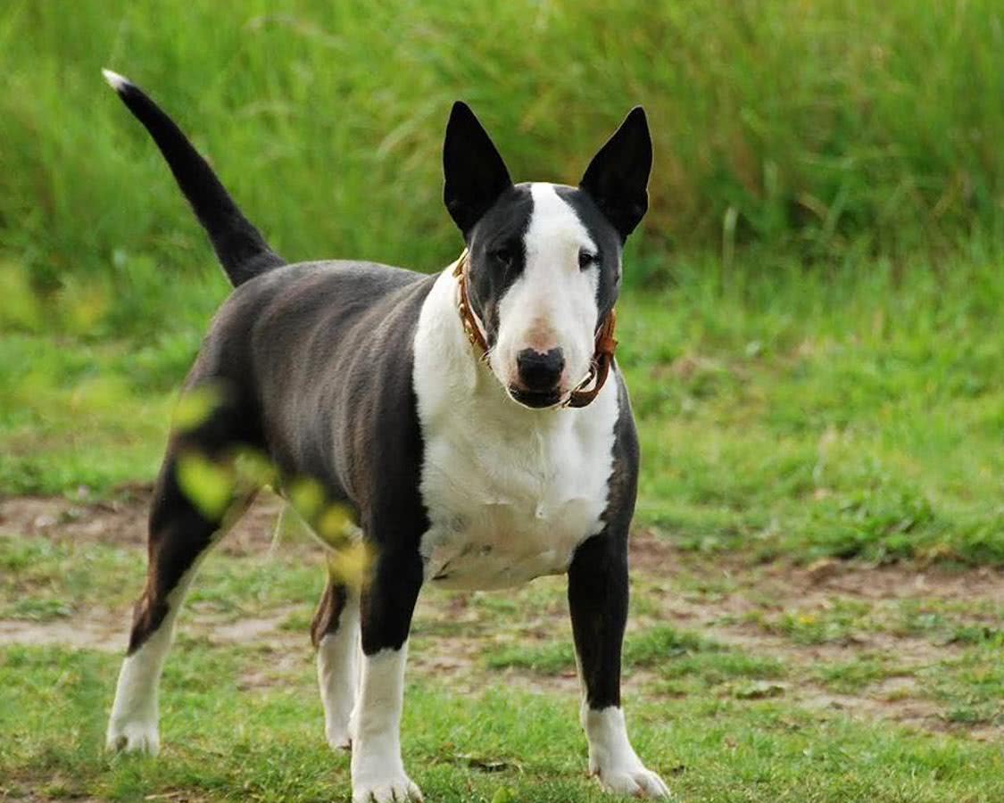 猛犬排名前十的狗，世上最凶猛的十大恶犬排行榜？