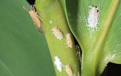 11,灭多威高毒,主要防治咀嚼式口器和刺吸式口器的害虫.