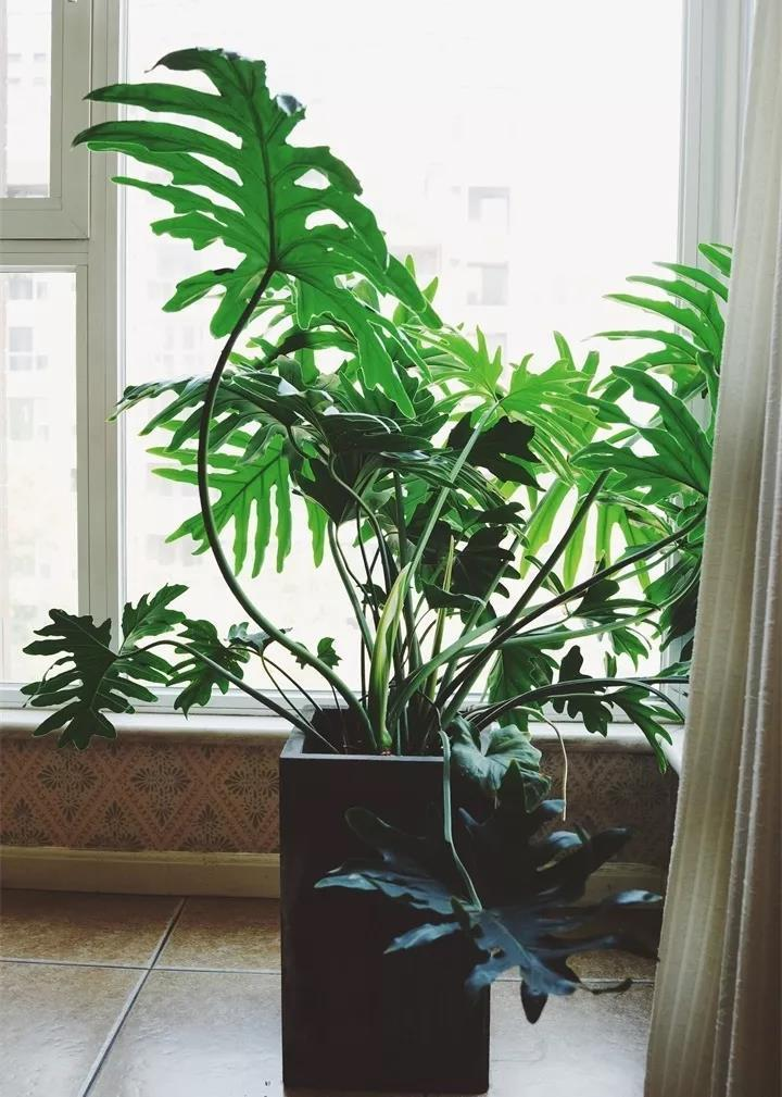 客厅喜阴最好养的大植物(客厅 喜阴 植物) - 武陵观察网