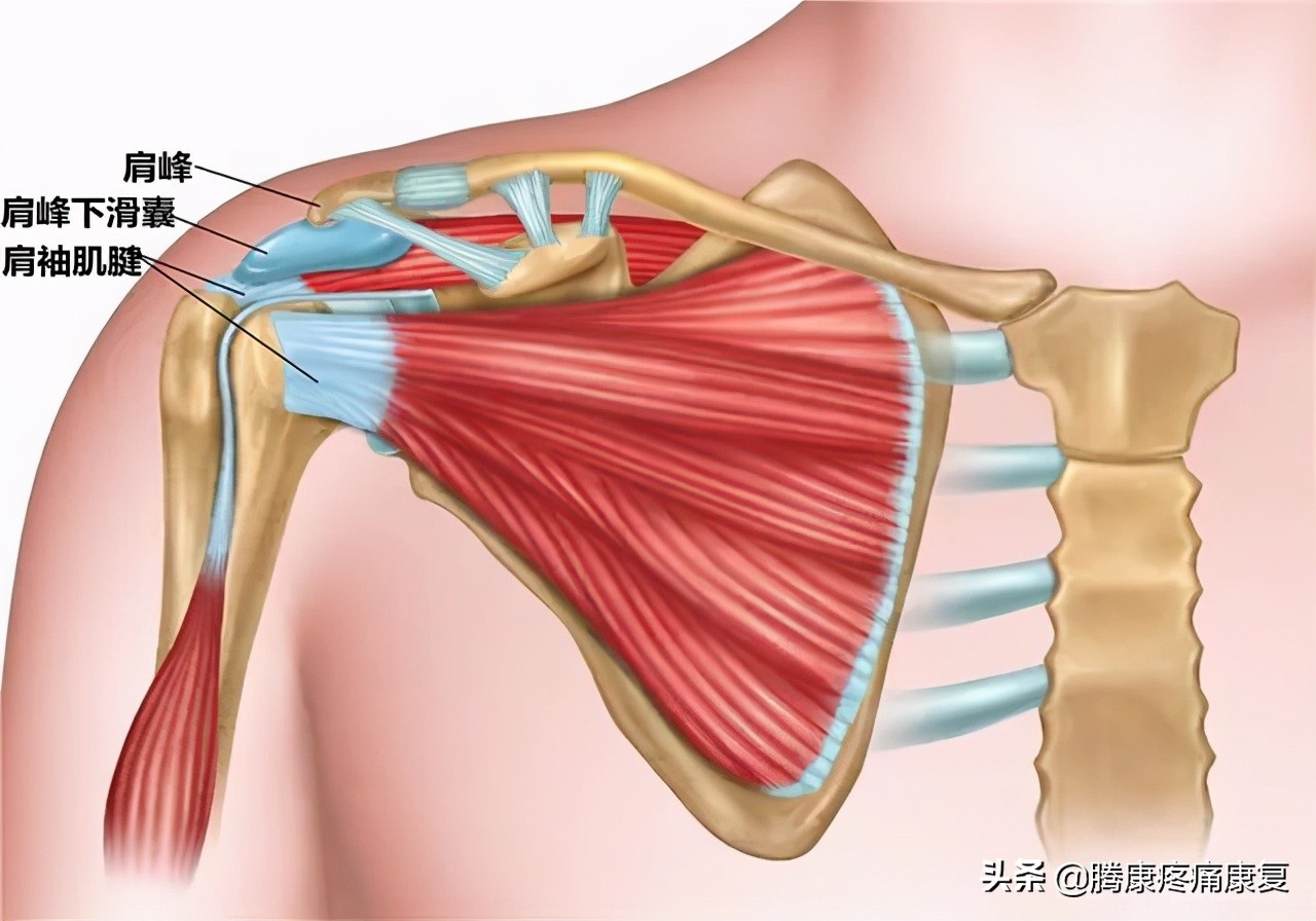 翼状肩胛骨图片(翼状肩原因分析与纠正方法)