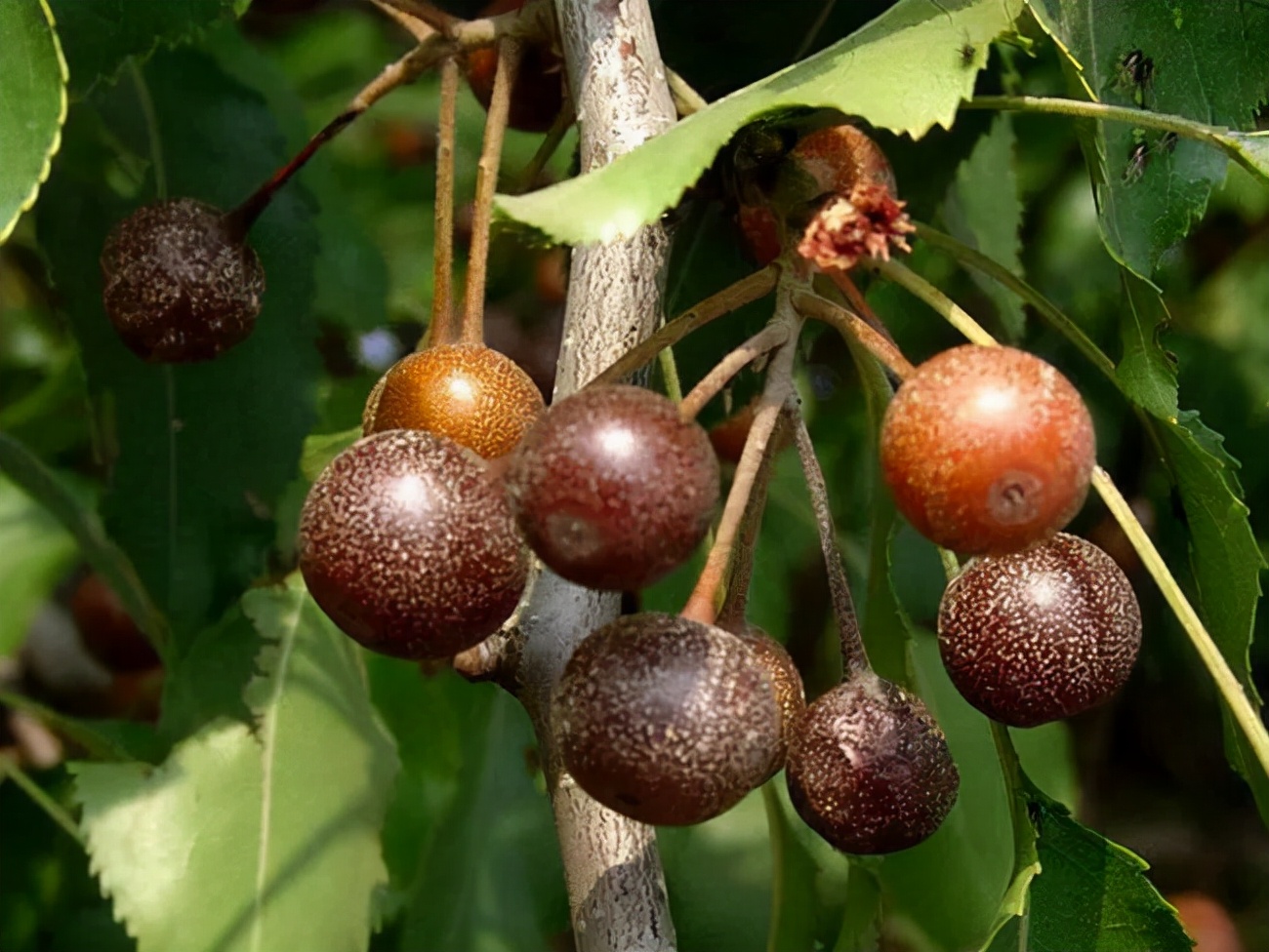 农村常见的野果，生吃味酸被称“狗屎梨”，如今真正价值被发现