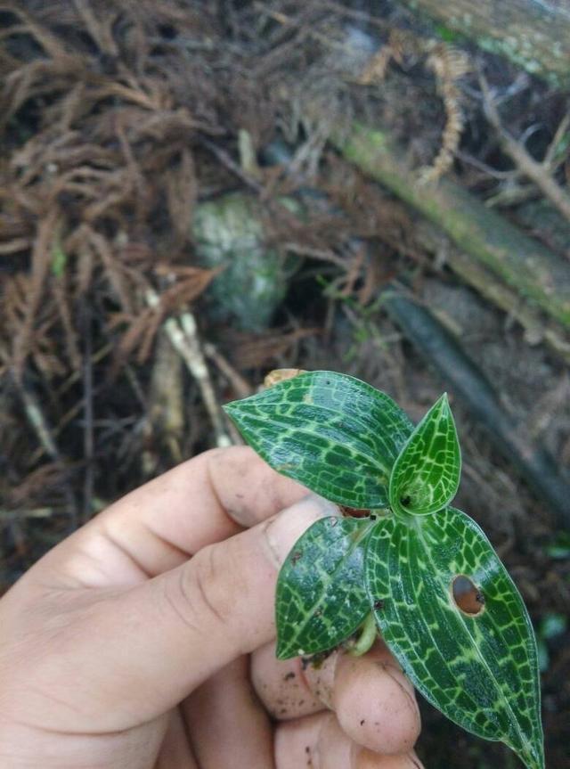 银线莲(竹林野生的银线莲,价值珍贵舍不得采摘,与金线莲有何区别?