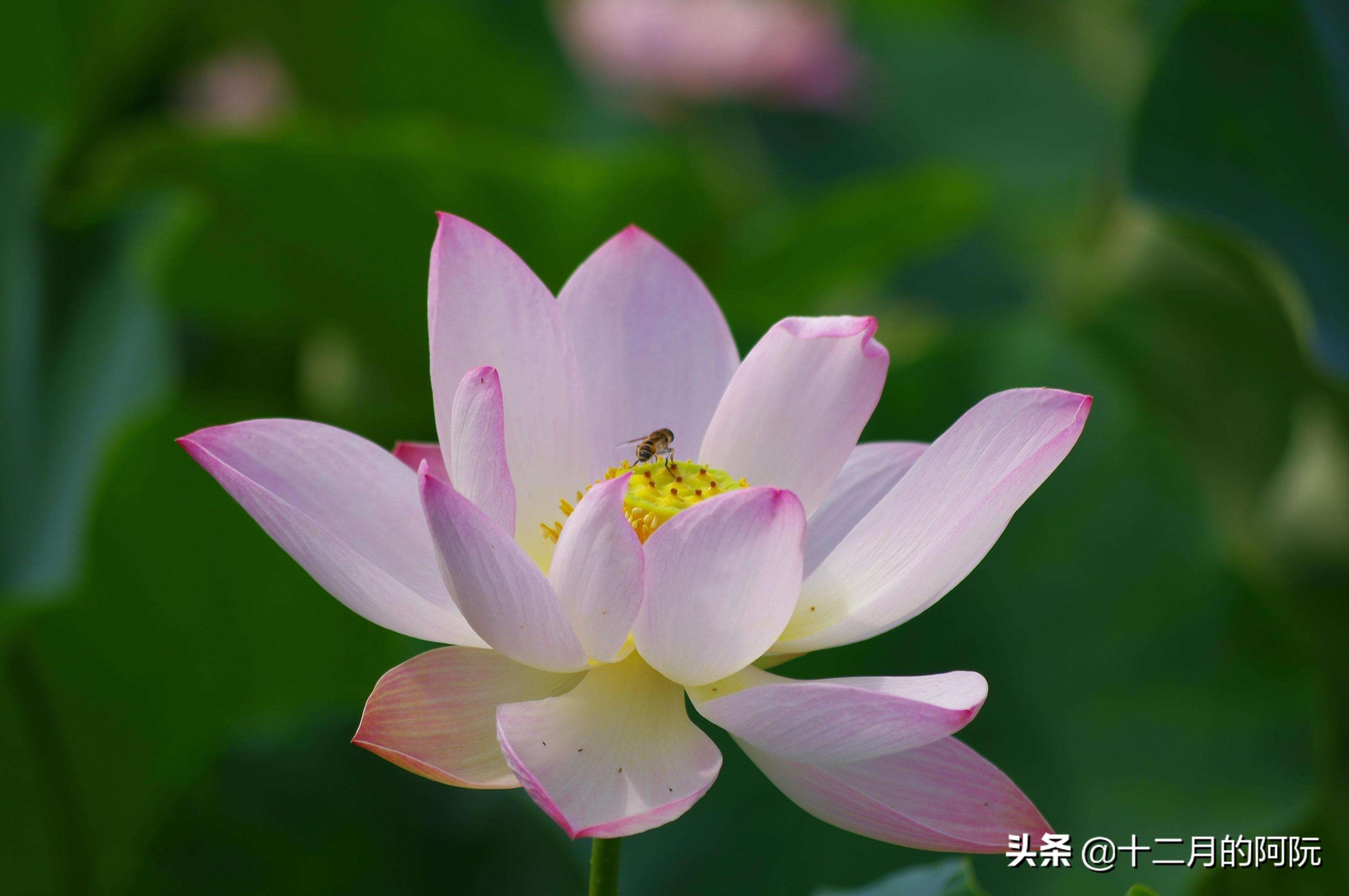 星期一的诗：荷叶罗裙一色裁，芙蓉向脸两边开