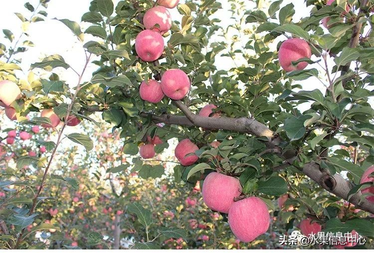 蘋果的產地,蘋果的產地主要在哪里
