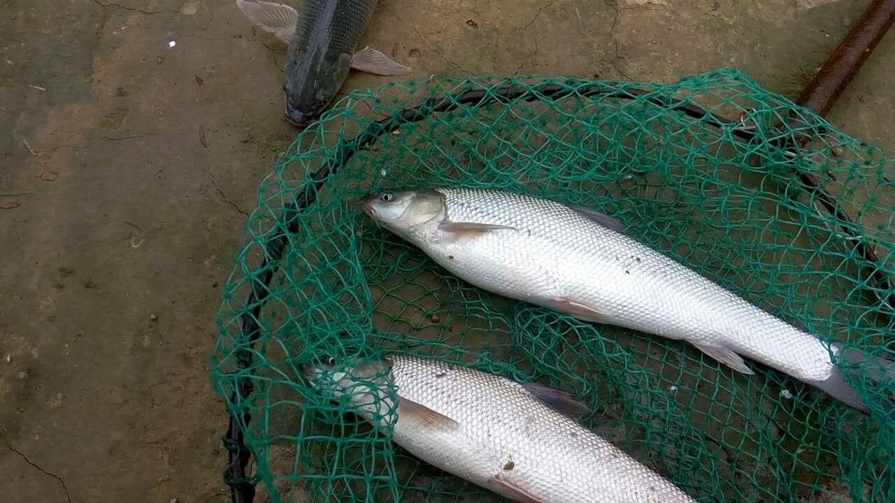 广西钓友钓起两条"大白鱼",力气大外形怪,翘嘴和草鱼杂交?