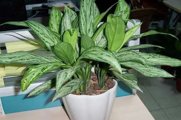常见50种植物（50种常见的室内盆栽绿化植物）