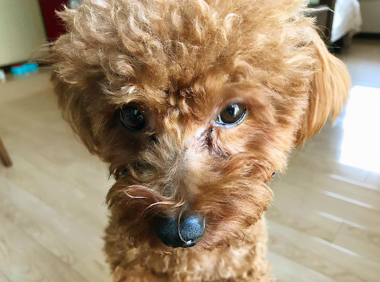 吉娃娃什么价位（吉娃娃犬的价格）
