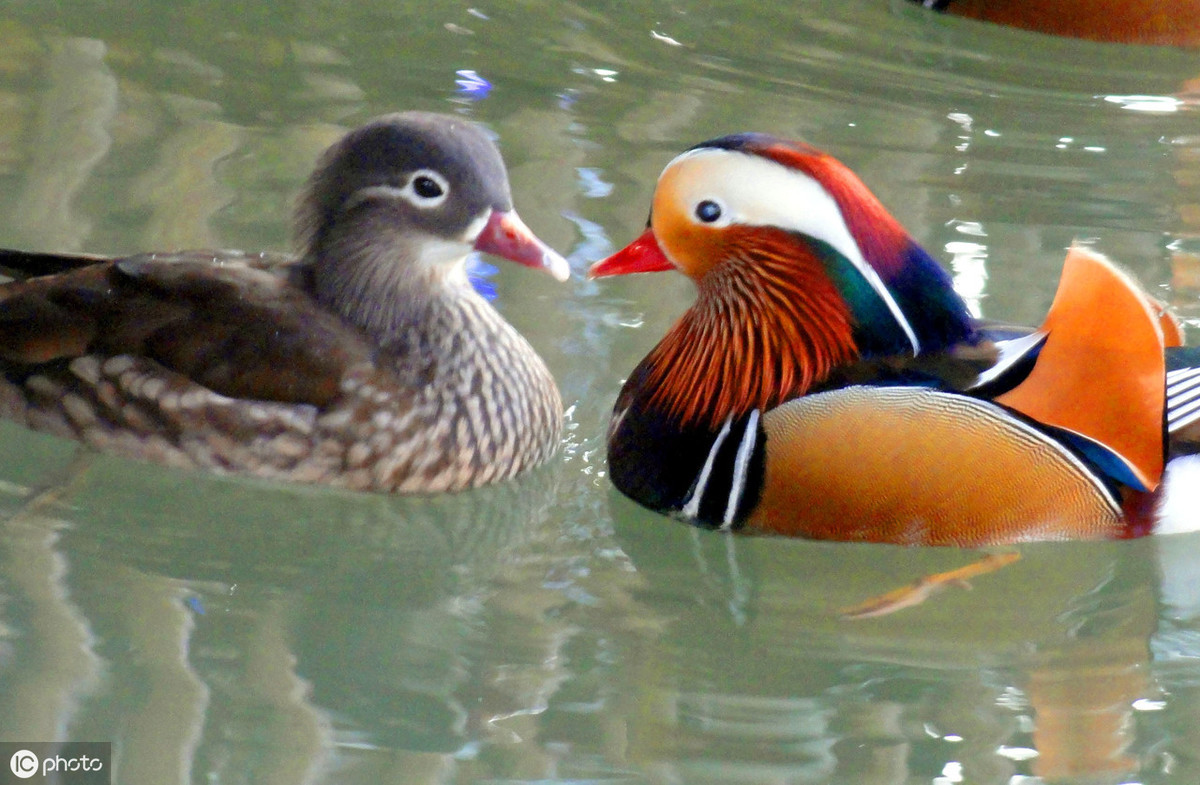 出双入对,美好爱情的代表——鸳鸯