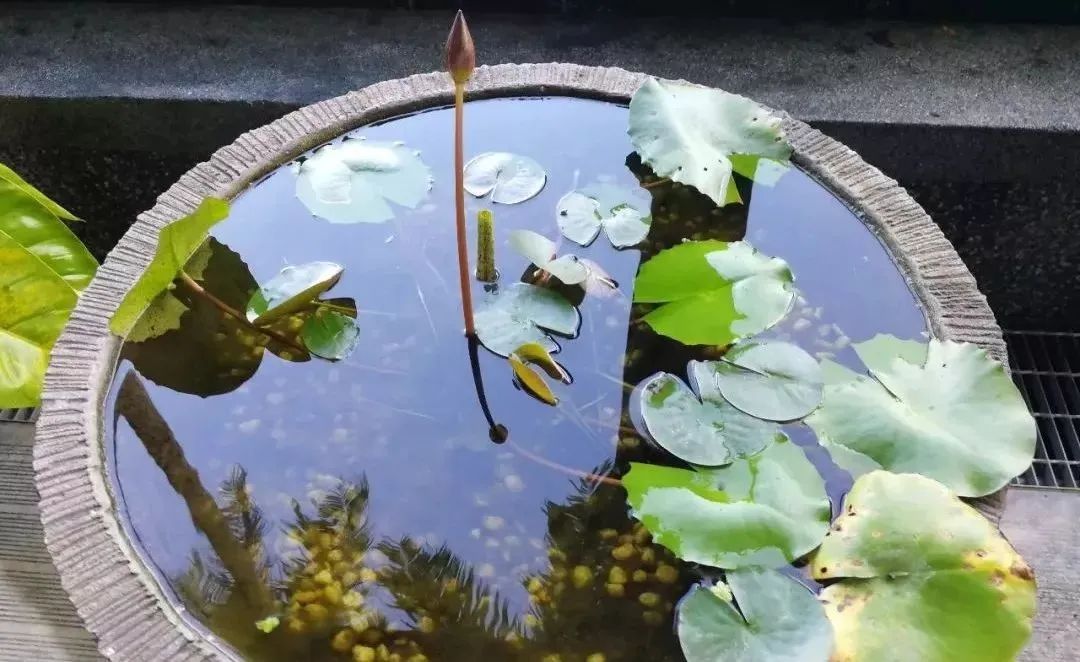 睡莲什么季节种植好(睡莲花的最佳播种时期)