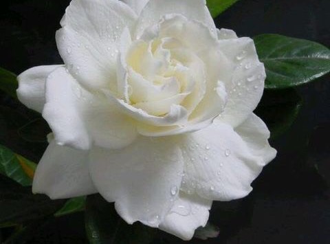 栀子花到了冬季,要做到一点,才能不掉叶不黄叶,叶翠绿花朵多