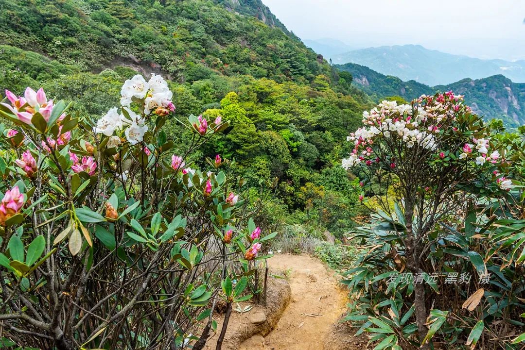 承德甲山花岗岩辐射报告(广东有座山峰盛开了罕见的船花，漫山遍野花团锦簇)