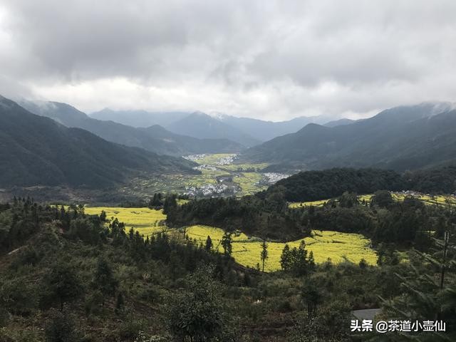 貴州只有白酒？讓你1分鐘快速了解貴州10大名茶