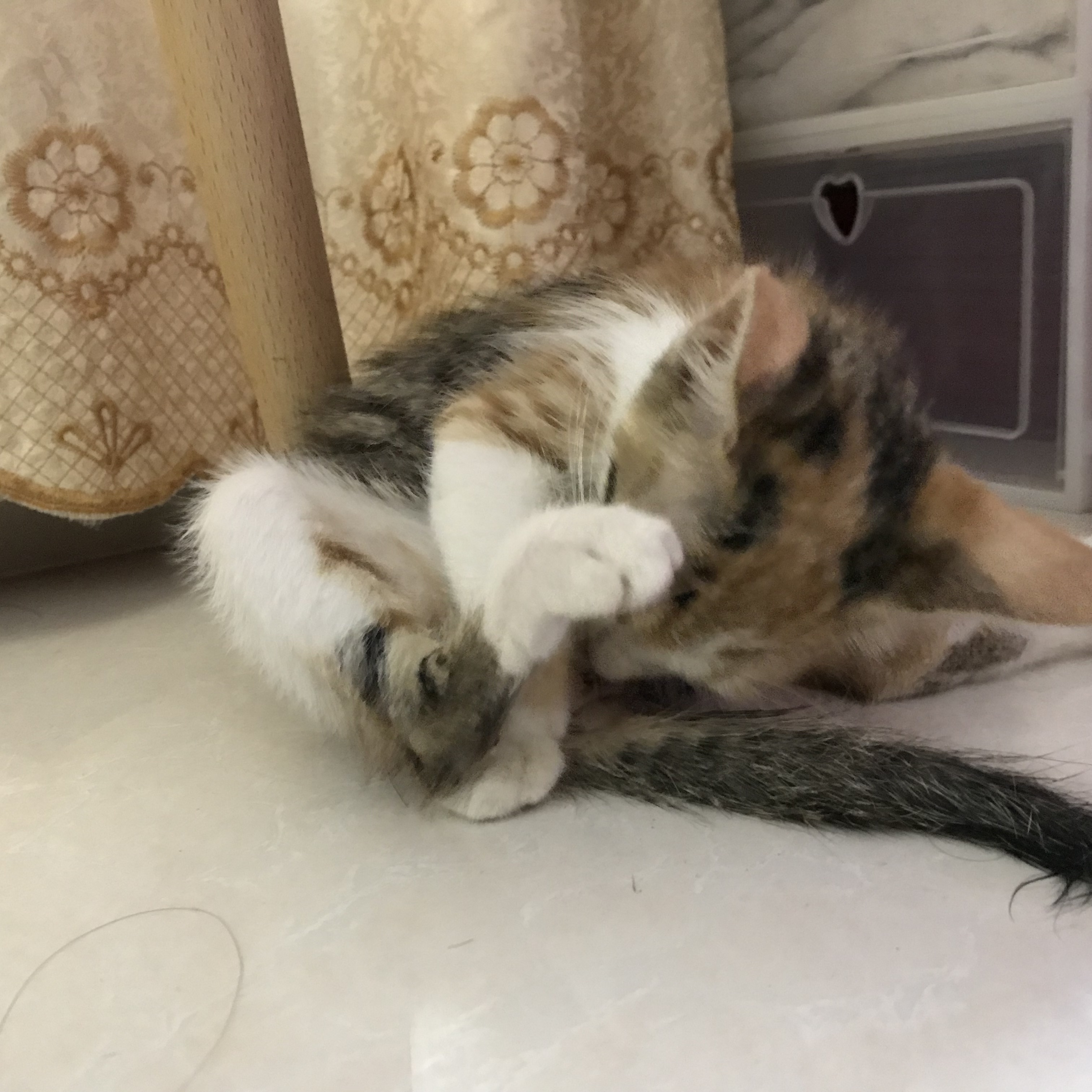 猫咪便血是怎么回事？大多数是这9种原因引起，宠主早知道早好