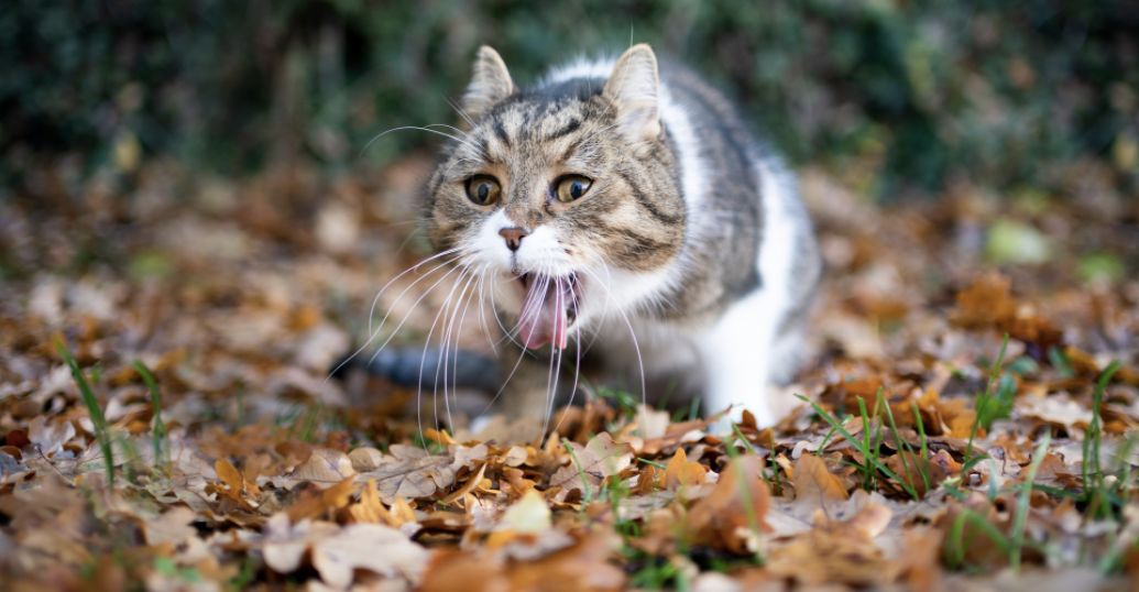 猫吐了一堆软化的猫粮和黄水	（猫咪呕吐分析与处理）