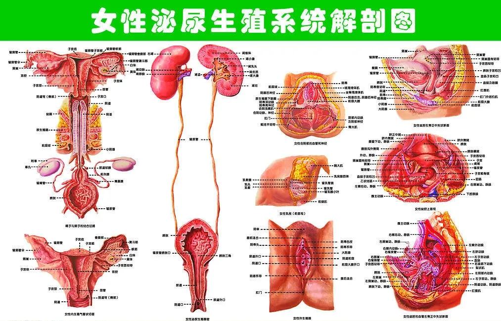 处女的第一次都会流血吗?会不会有例外?一次性科普到位