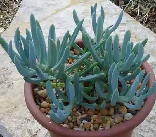 多肉植物蓝云杉怎么养需要注意什么科普