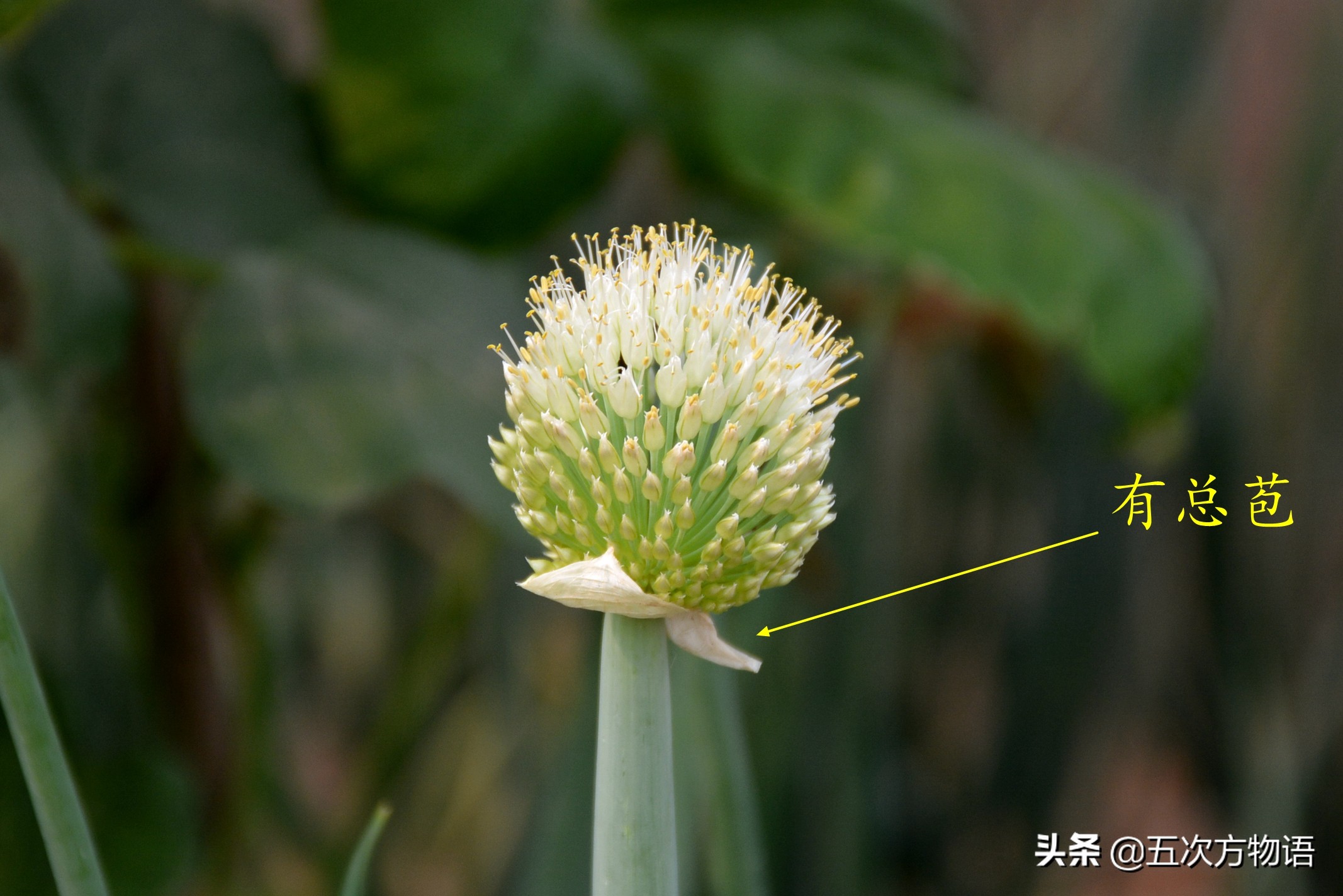 葱的图片大全（葱的图片大全简笔画）-第2张图片-昕阳网