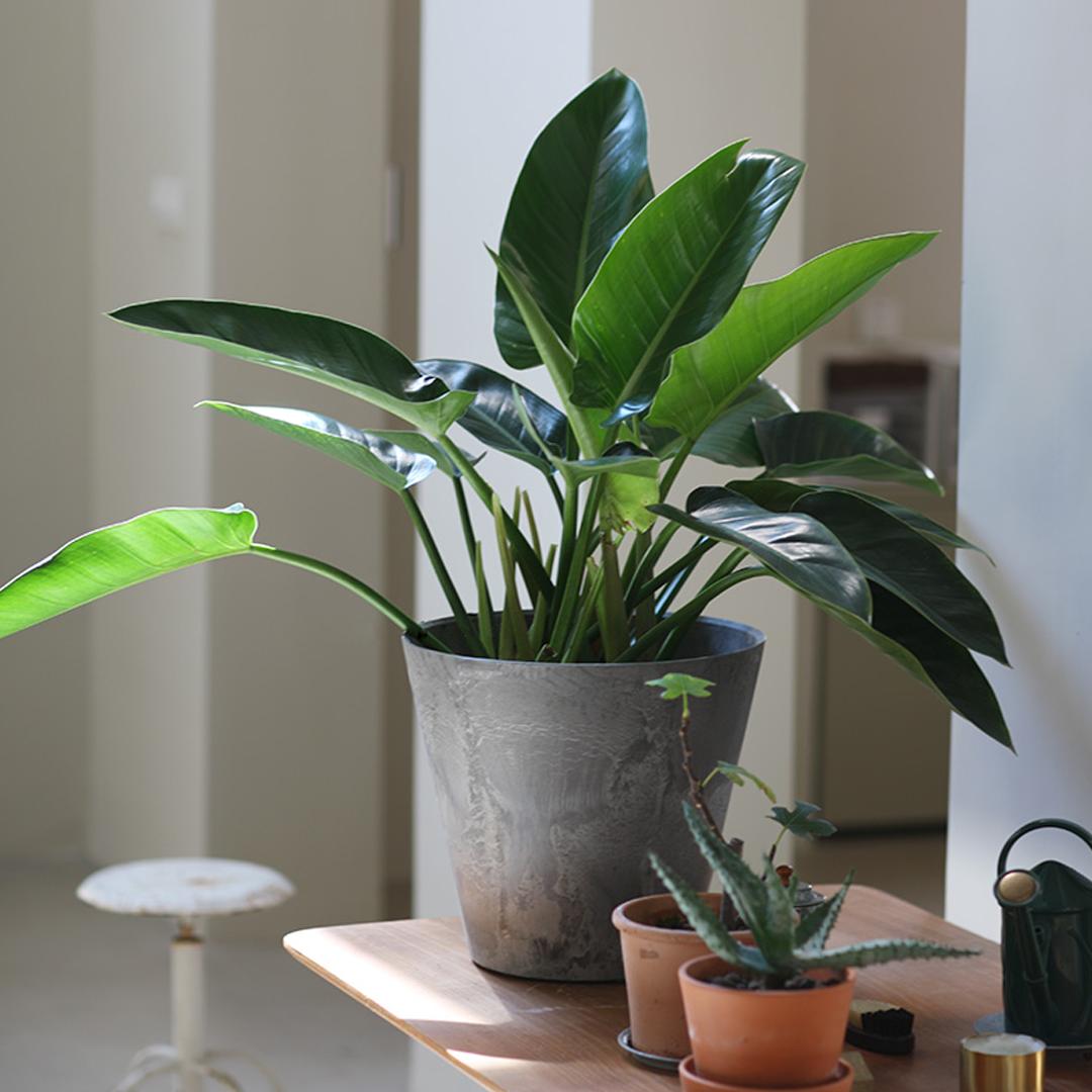 绿钻花的养殖方法,绿钻花怎么养才会旺盛