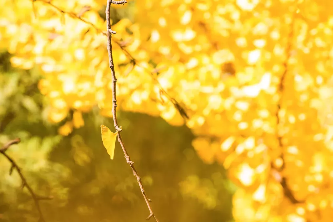 震撼!全国高校最美秋景大PK,哪所高校最最最惊艳?